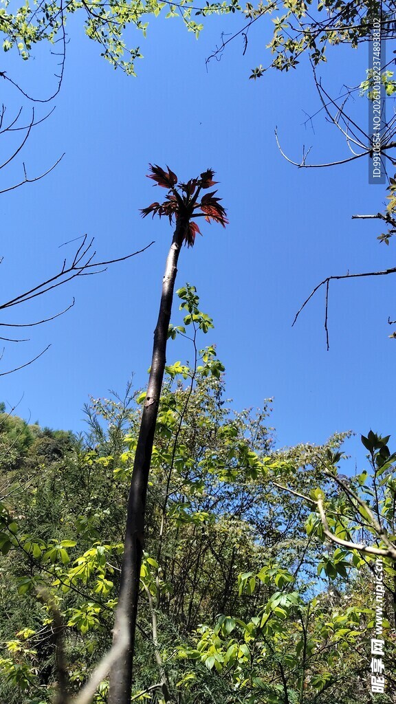 山野间的春芽