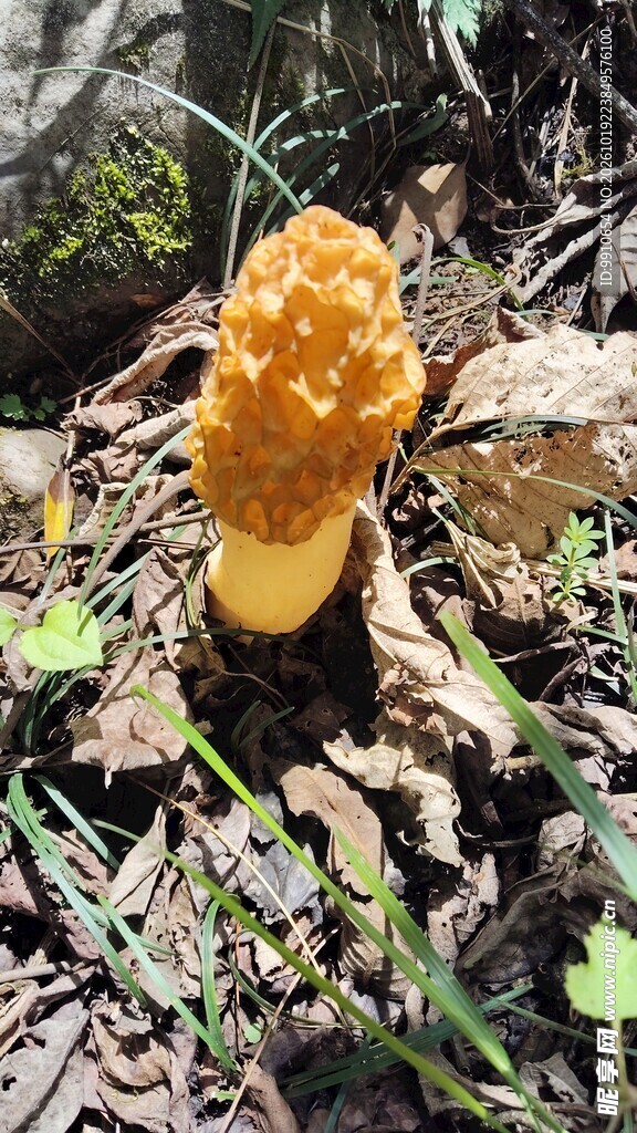 林间野生羊肚菌