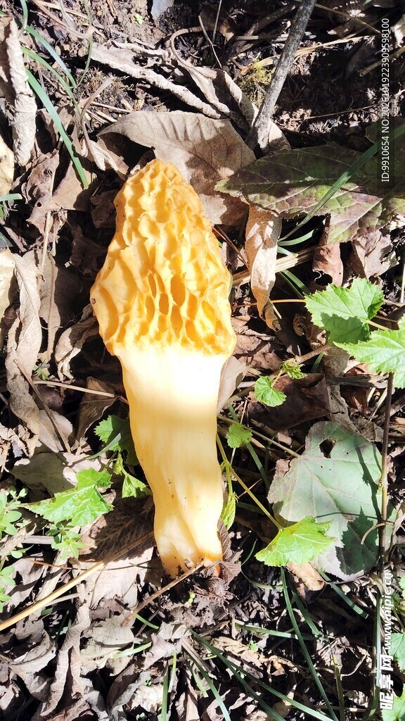 林间野生羊肚菌