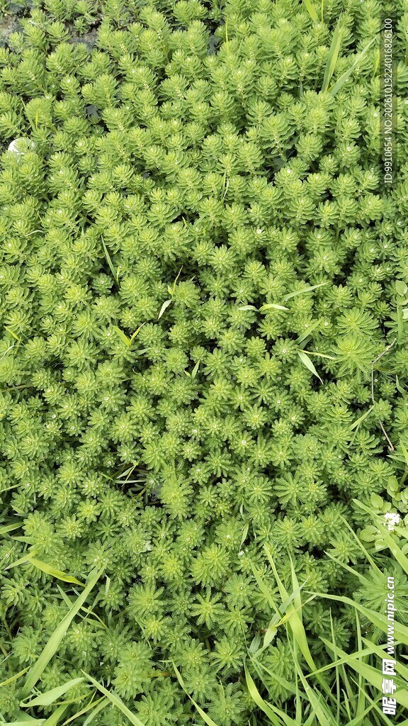 绿色密集草本植物特写
