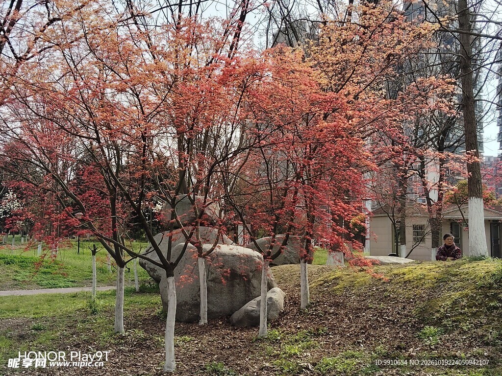 秋日红枫景观