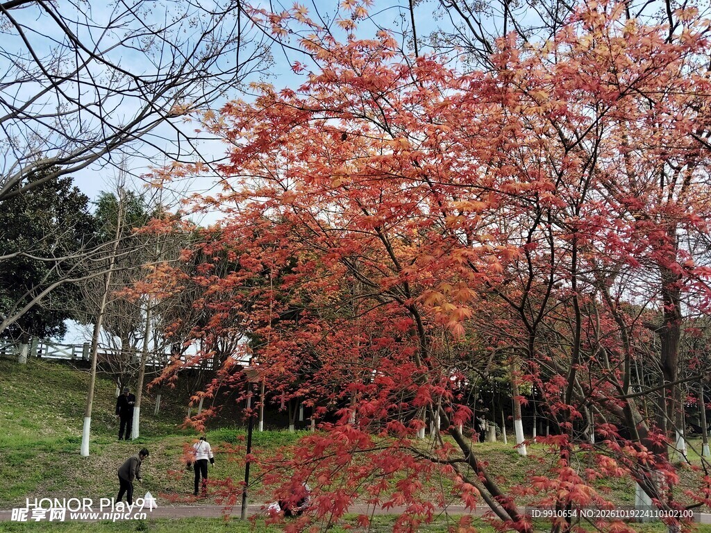 公园秋日红枫美景