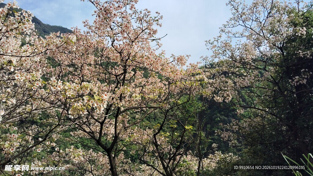 春日山野花林风光