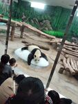 游客观赏大熊猫