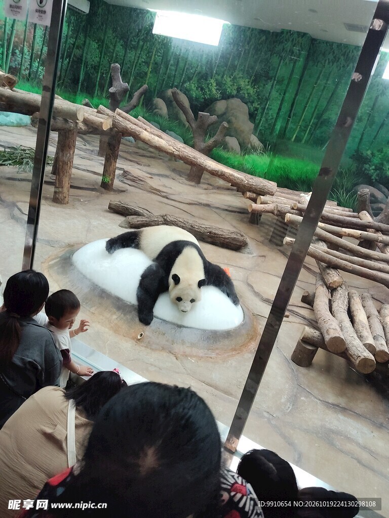 游客观赏大熊猫