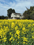 春日乡村油菜花海