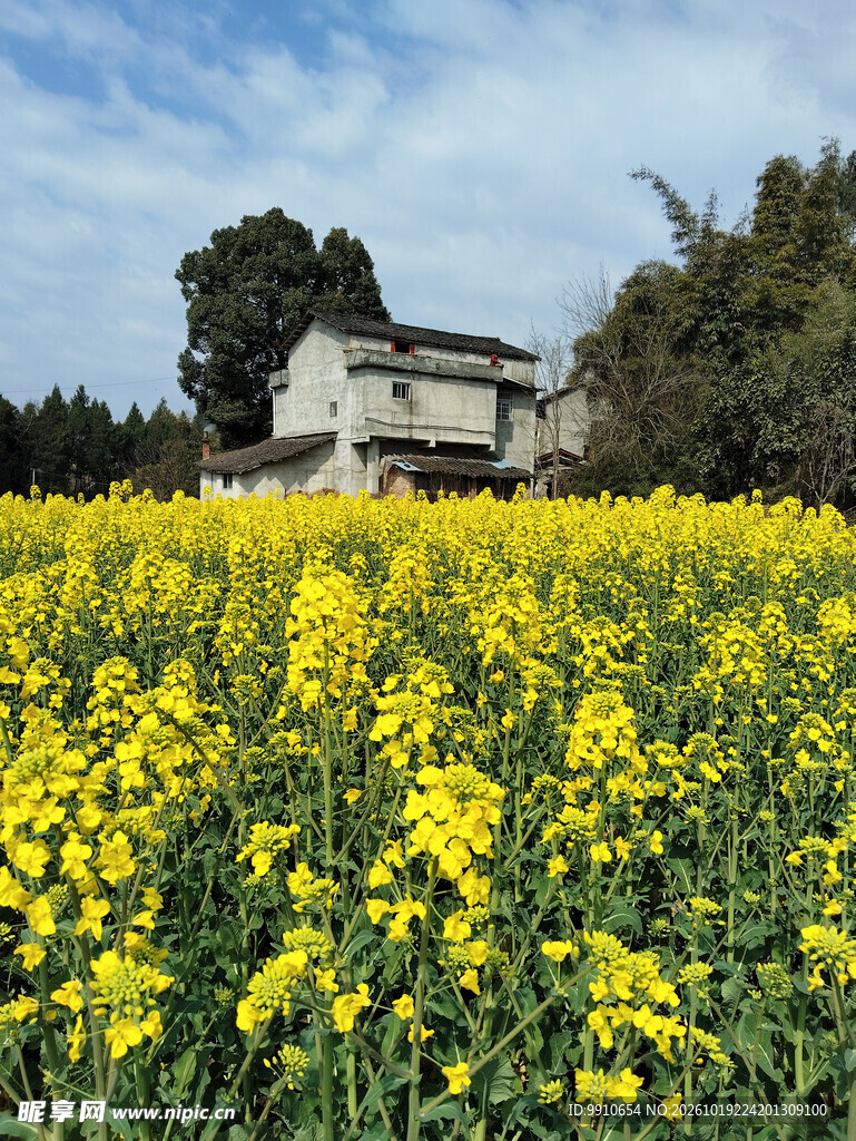 春日乡村油菜花海