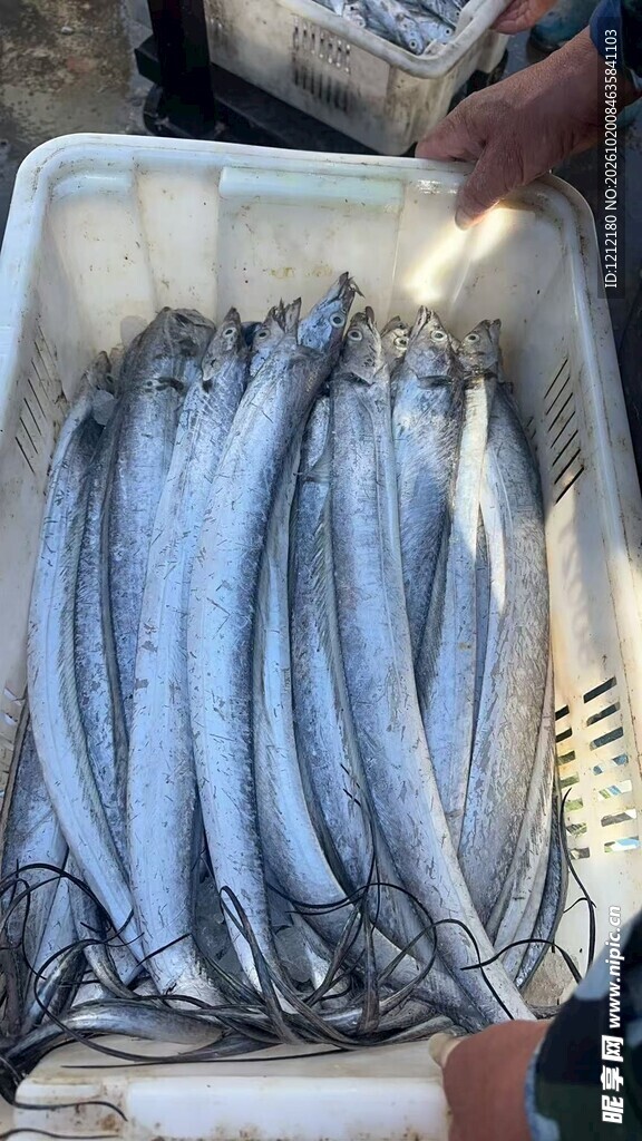 托盘装新鲜秋刀鱼