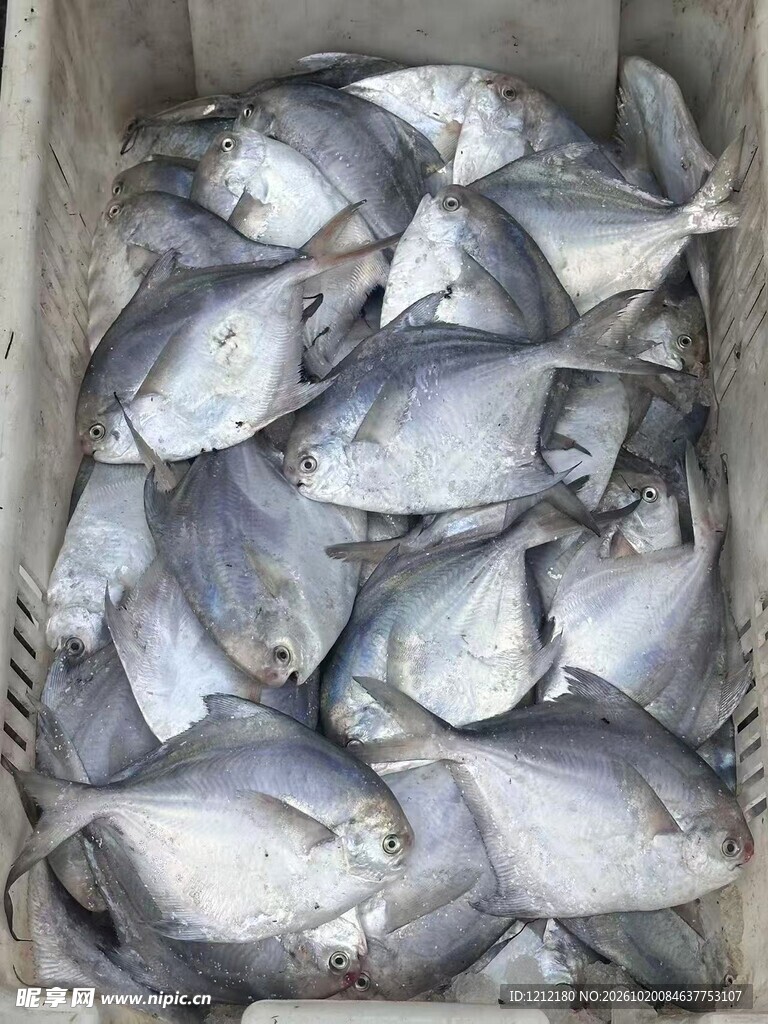 新鲜海捕银鲳鱼