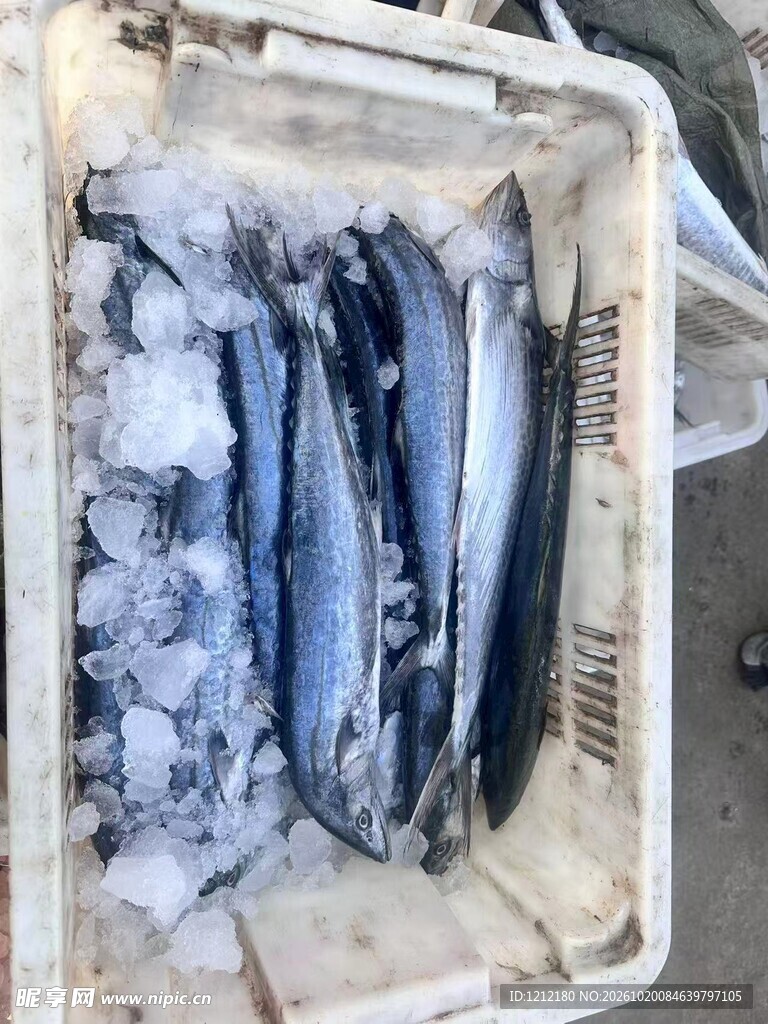 马鲛鱼 鲅鱼
