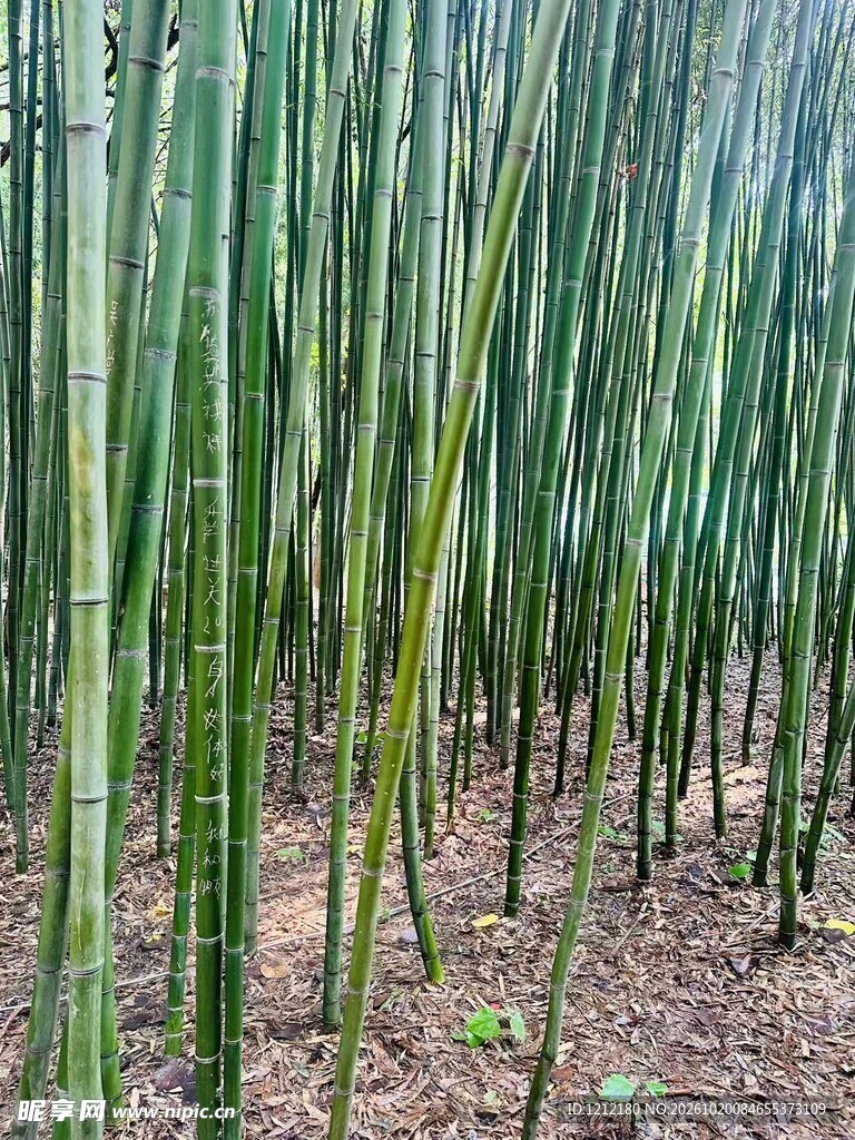 青翠竹林自然风光