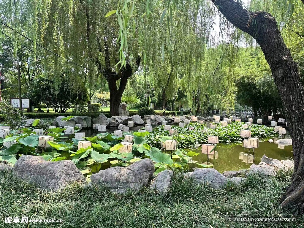园林荷塘垂柳景致
