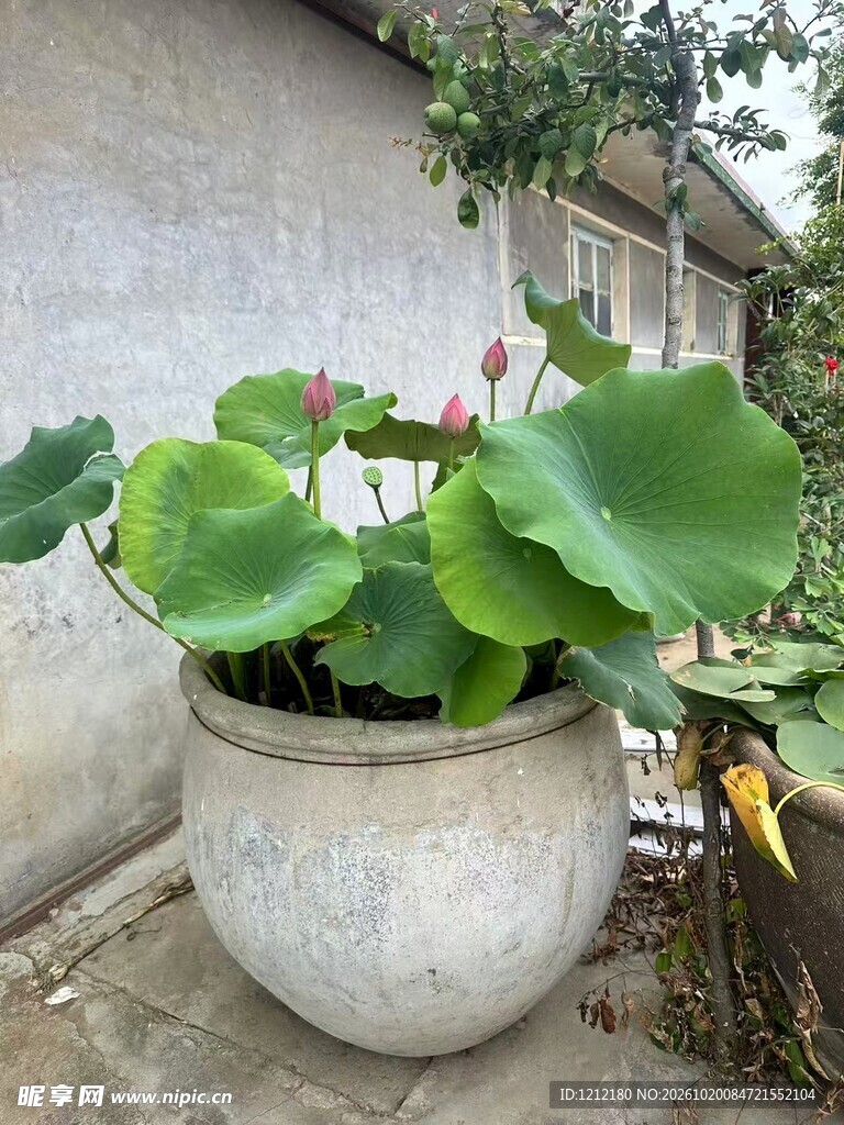 庭院缸栽荷花