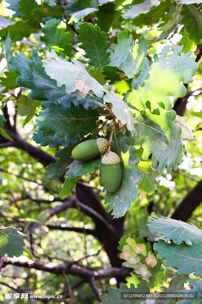 青橡果