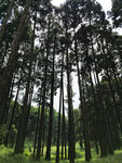 茂密松林