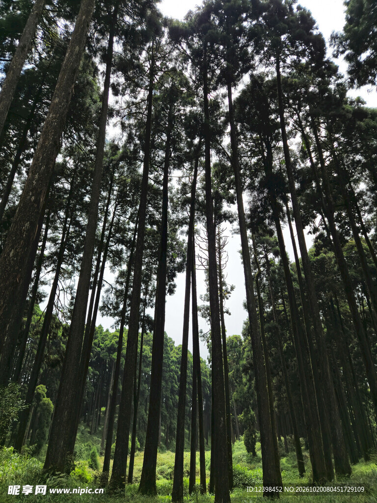 茂密松林