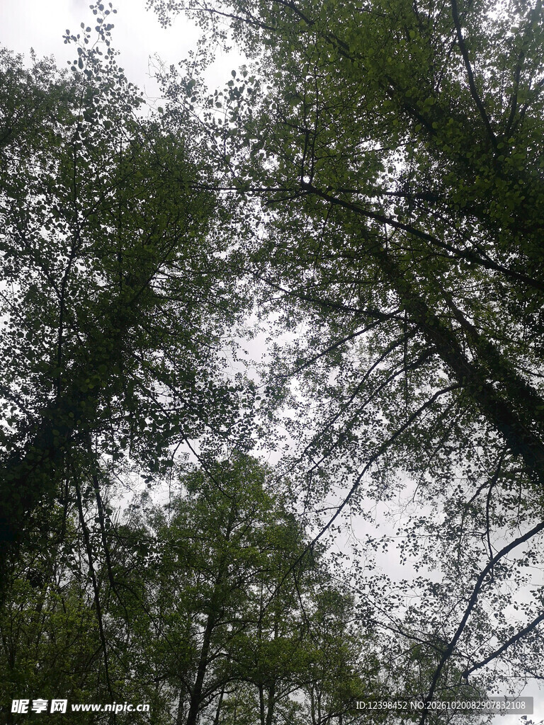 雨窗树景