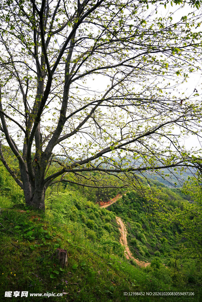 山野孤树