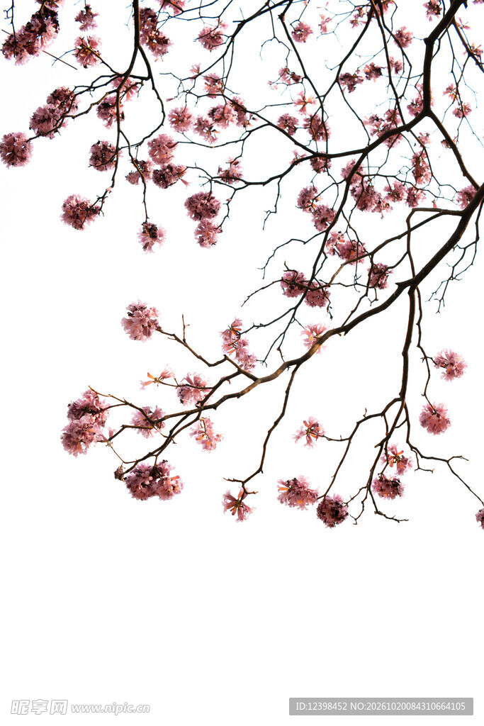 红梅花枝