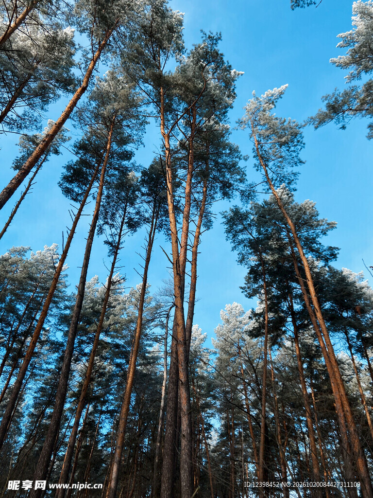 松林蓝天