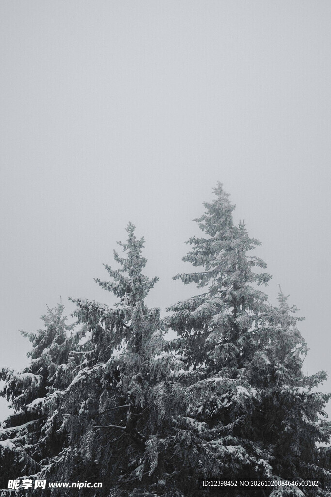 积雪松林