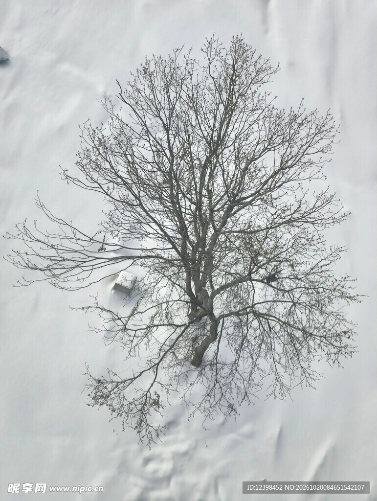 雪地孤树