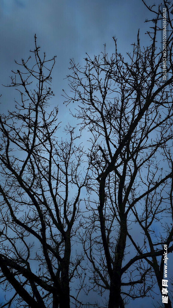 枯树剪影