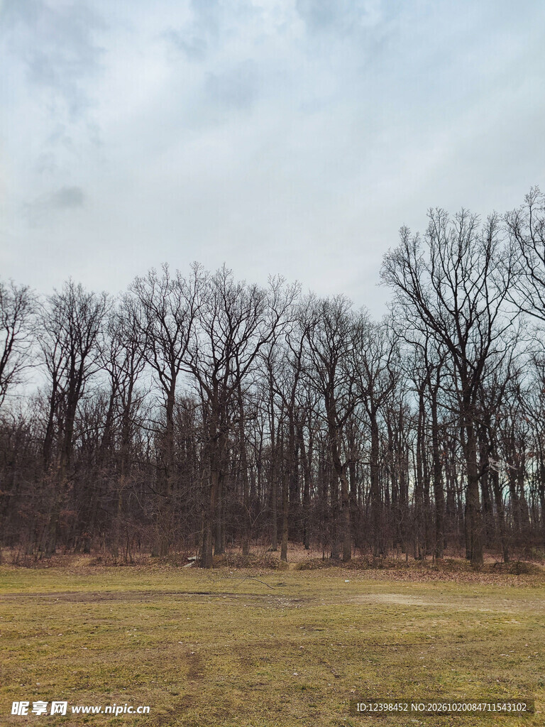 枯树林