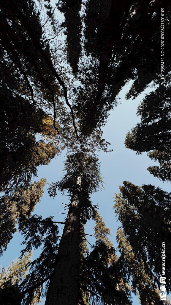 树缝天空