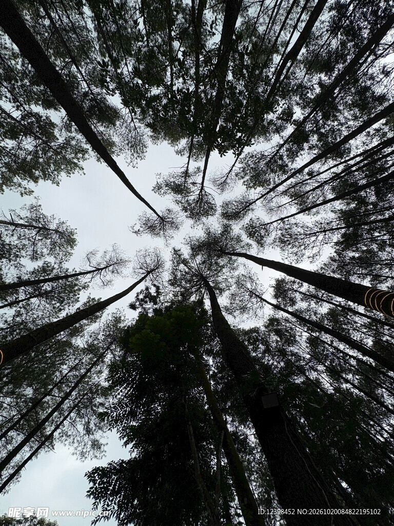 仰拍树林