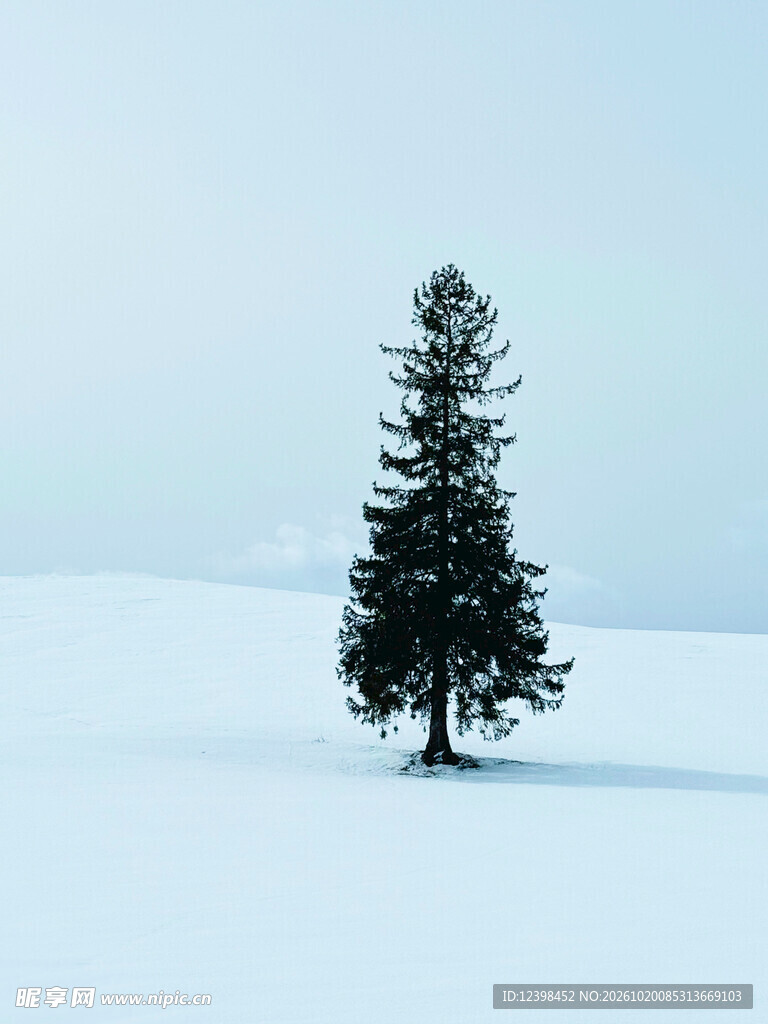 雪原孤树