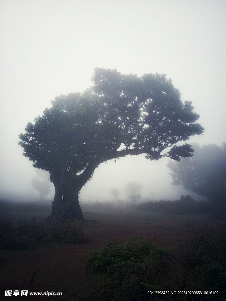 雾中孤树