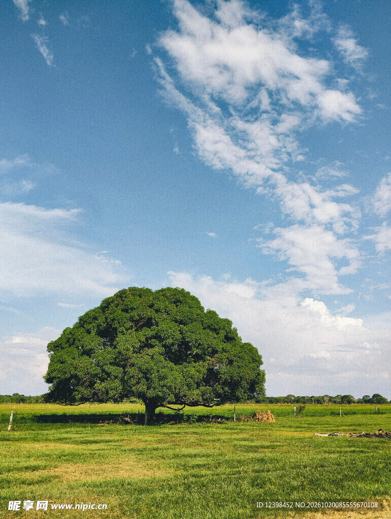 旷野孤树