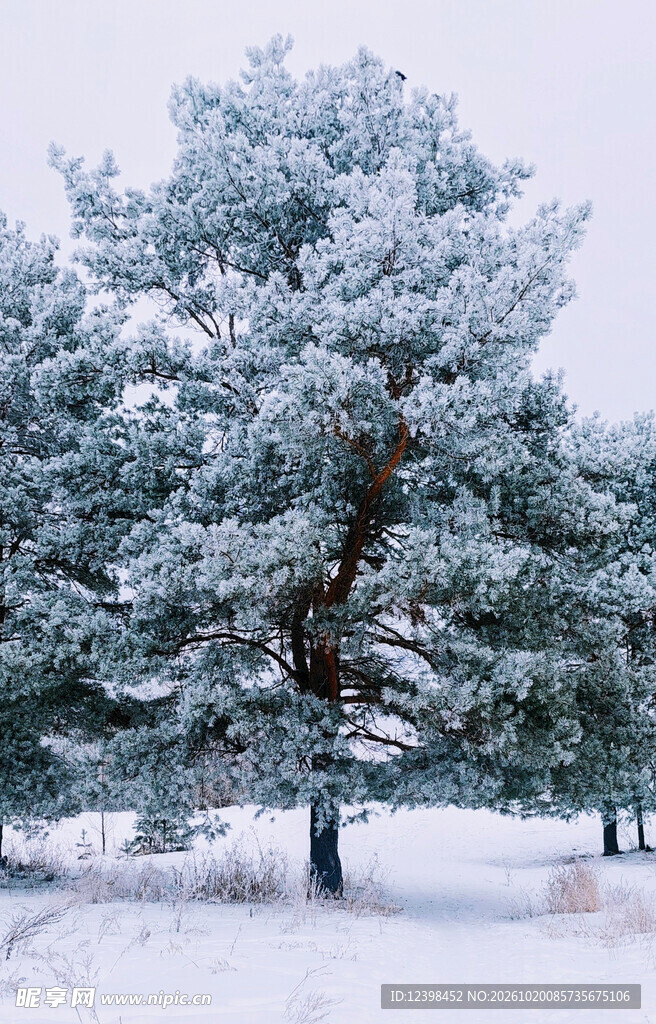 松树雪景