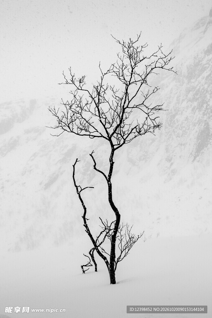 雪地孤树