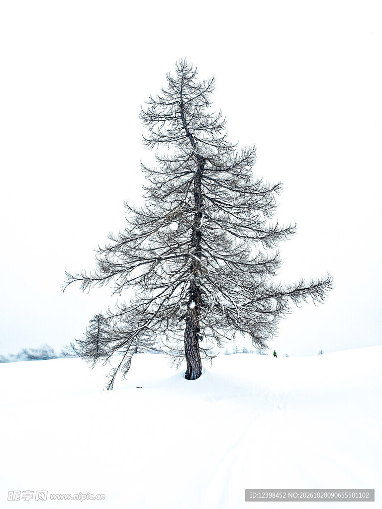雪地孤松