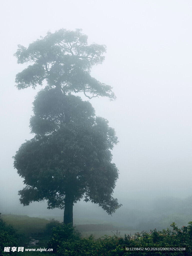 雾中孤树