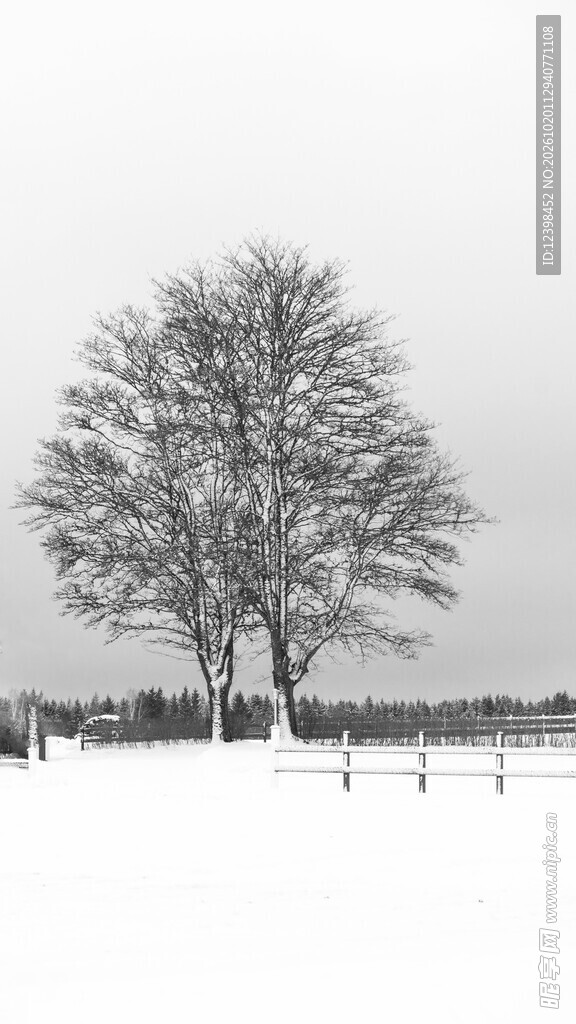 雪地孤树