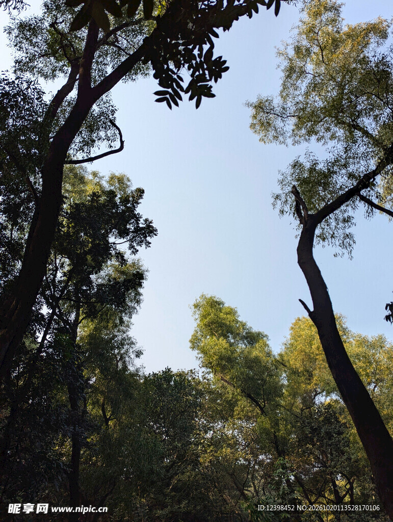 林间晴空