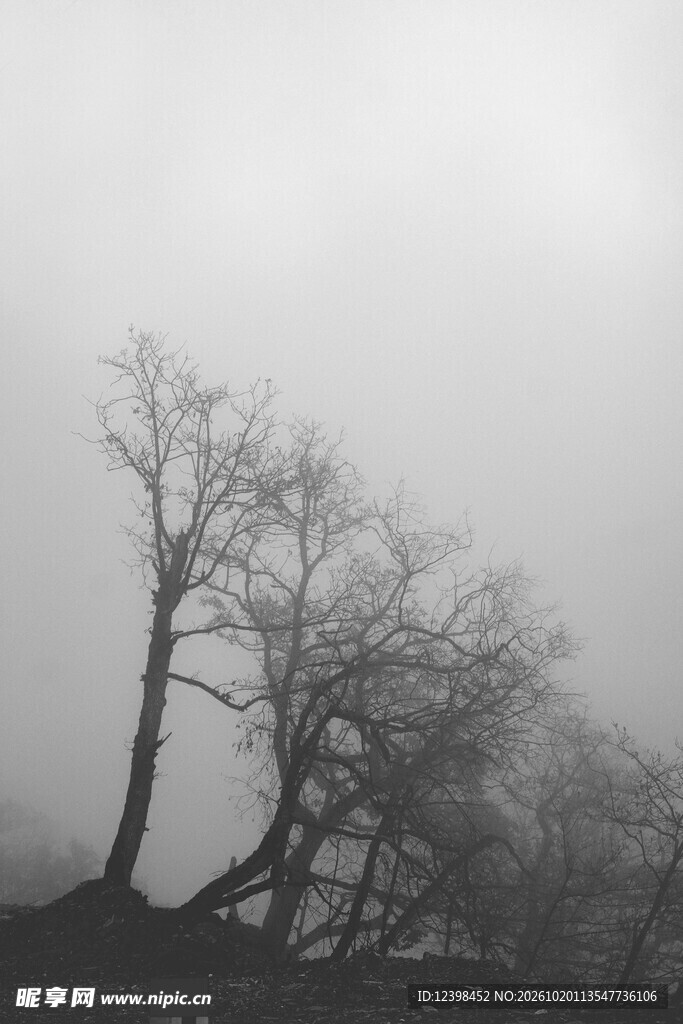 雾中枯树