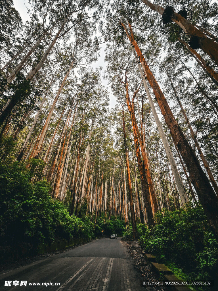 林间公路