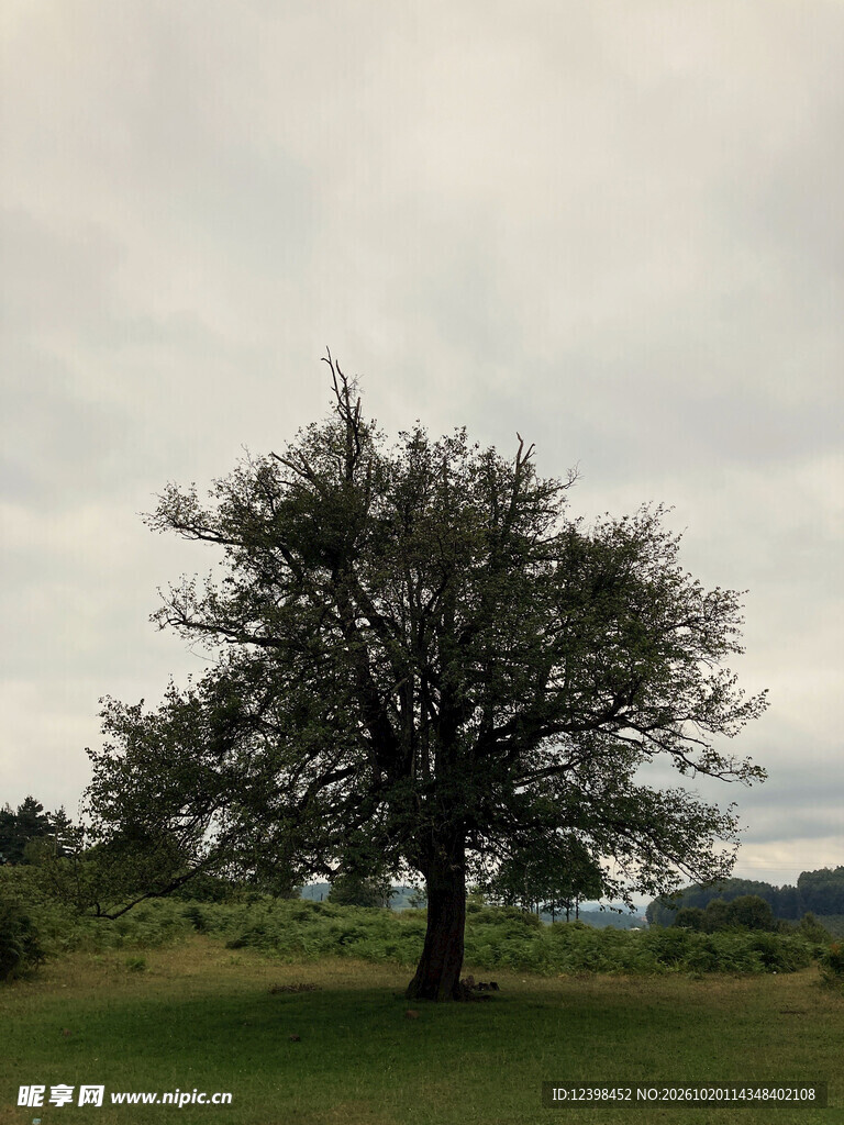 郊野孤树