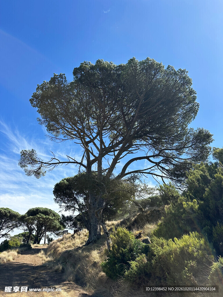 苍劲松树