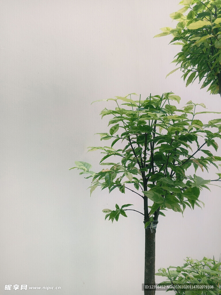 雾中小树