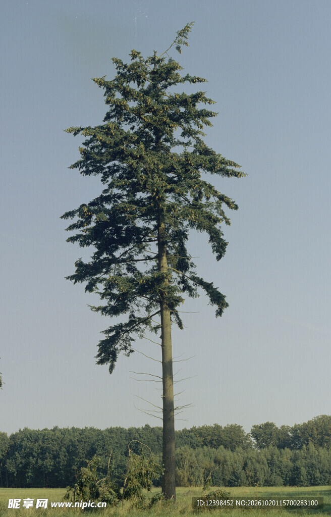 高耸孤松