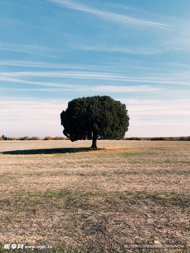 旷野孤树