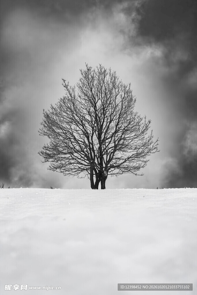 雪原孤树