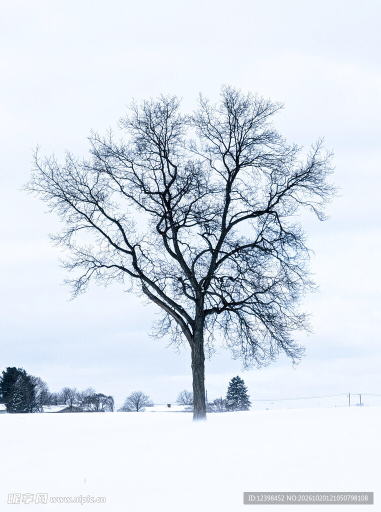 雪地孤树