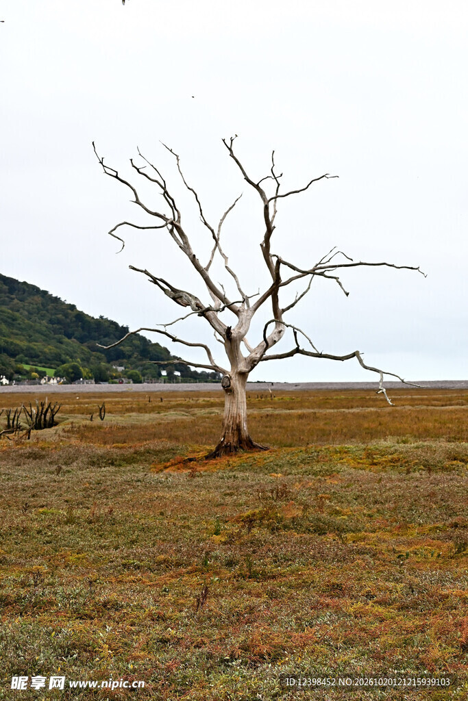 旷野孤树