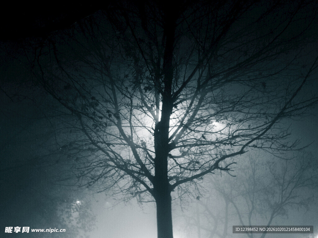 雾中孤树